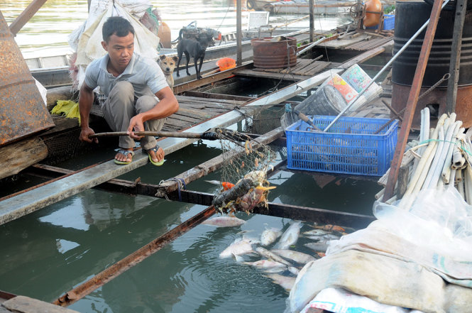Đồng[-]Nai:[-]Hàng[-]trăm[-]ký[-]cá[-]chết[-]mỗi[-]ngày,[-]người[-]nuôi[-]cá[-]bè[-]thiệt[-]hại[-]nặng